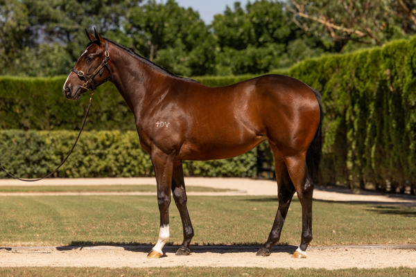 Torryburn Stud - Gold Coast Yearling Sale Lot 123