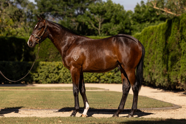 Torryburn Stud - Gold Coast Yearling Sale Lot 1284