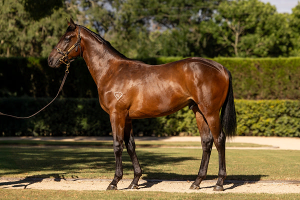 Torryburn Stud - Gold Coast Yearling Sale Lot 1333