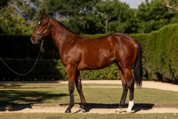 Torryburn Stud - Gold Coast Yearling Sale Lot 160