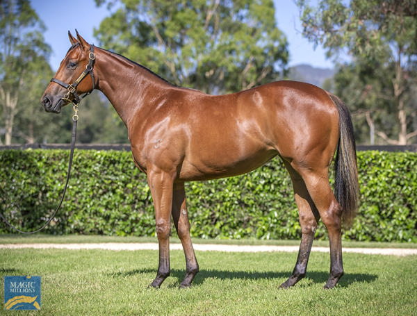 Yarraman Park Stud - Gold Coast Yearling Sale Lot 17