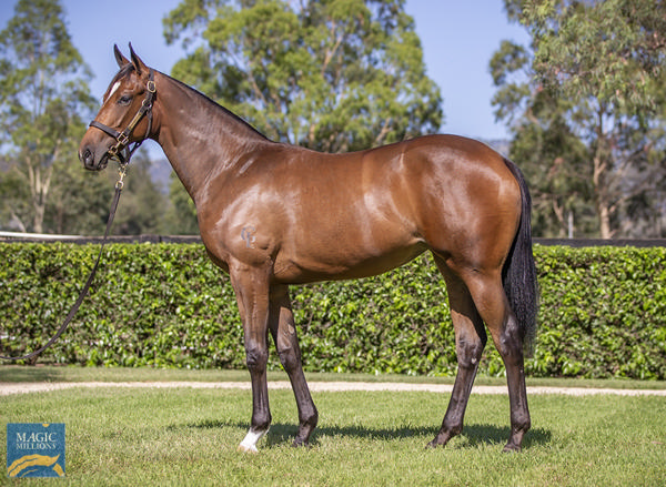 Yarraman Park Stud - Gold Coast Yearling Sale Lot 199