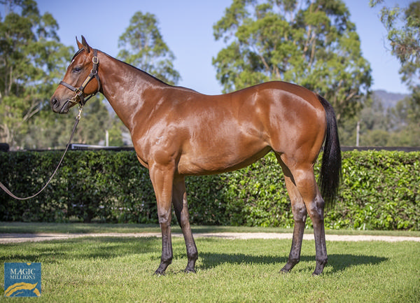 Yarraman Park Stud - Gold Coast Yearling Sale Lot 249