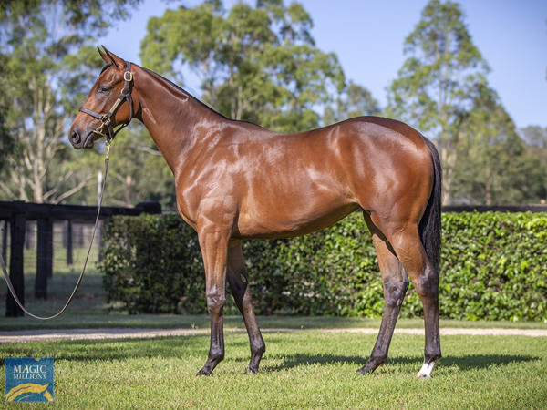 Yarraman Park Stud - Gold Coast Yearling Sale Lot 306