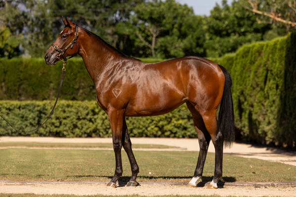 Torryburn Stud - Gold Coast Yearling Sale Lot 311