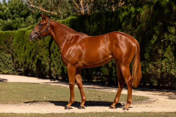 Torryburn Stud - Gold Coast Yearling Sale Lot 312