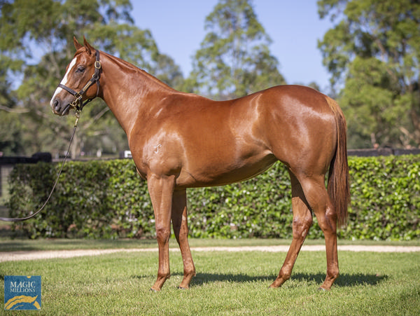 Yarraman Park Stud - Gold Coast Yearling Sale Lot 315