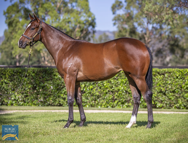 Yarraman Park Stud - Gold Coast Yearling Sale Lot 385