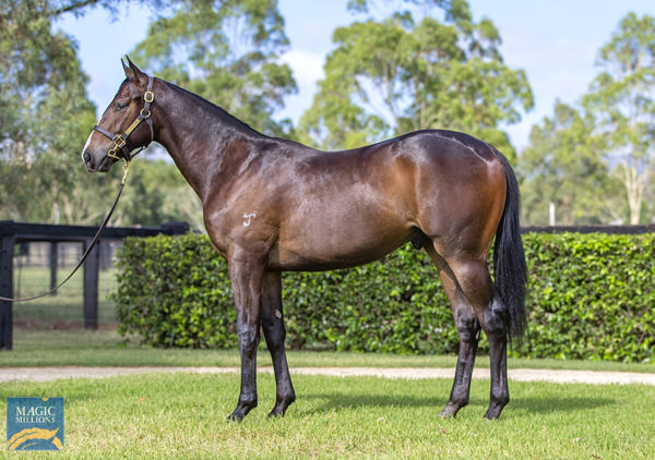 Yarraman Park Stud - Gold Coast Yearling Sale Lot 395