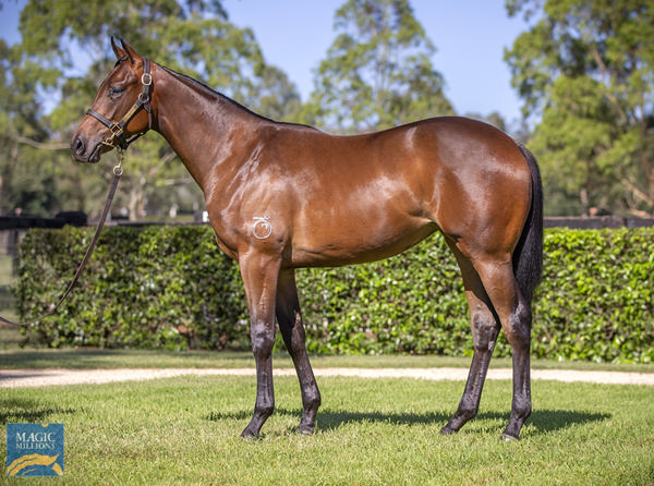 Yarraman Park Stud - Gold Coast Yearling Sale Lot 398