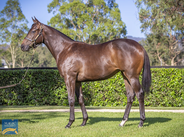 Yarraman Park Stud - Gold Coast Yearling Sale Lot 406