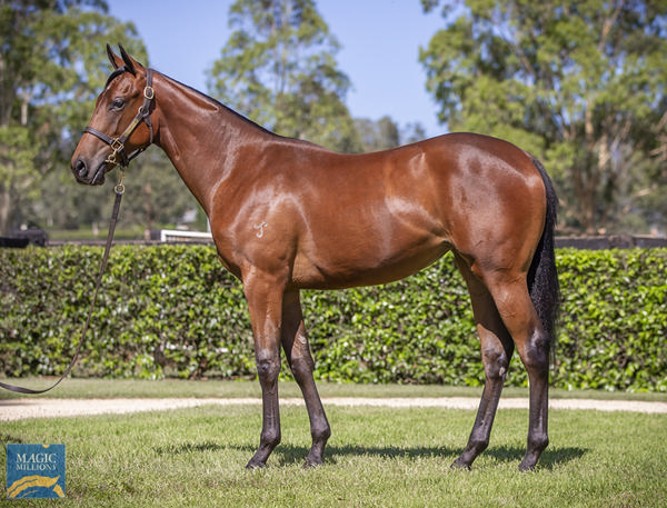 Yarraman Park Stud - Gold Coast Yearling Sale Lot 411