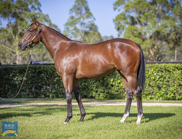 Yarraman Park Stud - Gold Coast Yearling Sale Lot 437