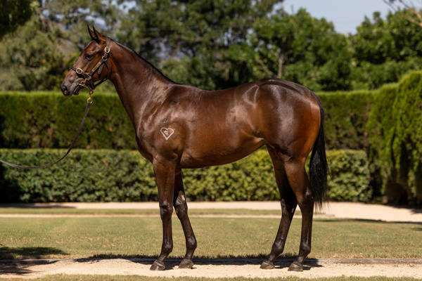 Torryburn Stud - Gold Coast Yearling Sale Lot 44