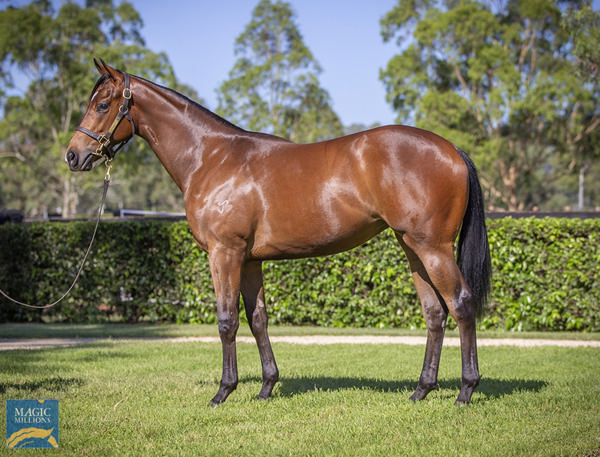 Yarraman Park Stud - Gold Coast Yearling Sale Lot 449