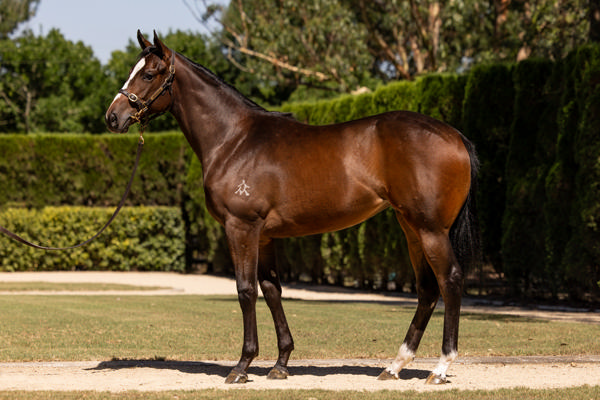 Torryburn Stud - Gold Coast Yearling Sale Lot 477