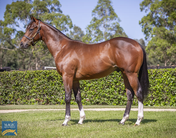 Yarraman Park Stud - Gold Coast Yearling Sale Lot 485