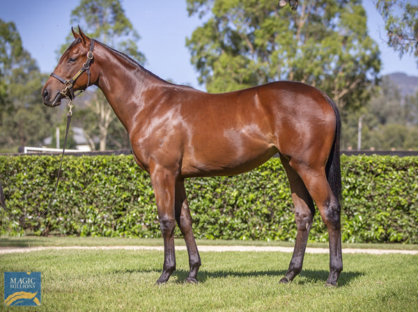 Yarraman Park Stud - Gold Coast Yearling Sale Lot 486