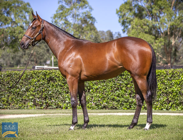 Yarraman Park Stud - Gold Coast Yearling Sale Lot 499