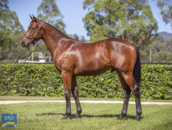 Yarraman Park Stud - Gold Coast Yearling Sale Lot 533