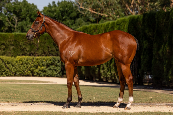 Torryburn Stud - Gold Coast Yearling Sale Lot 578