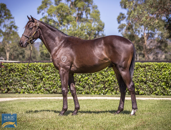 Yarraman Park Stud - Gold Coast Yearling Sale Lot 606