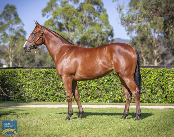 Yarraman Park Stud - Gold Coast Yearling Sale Lot 622