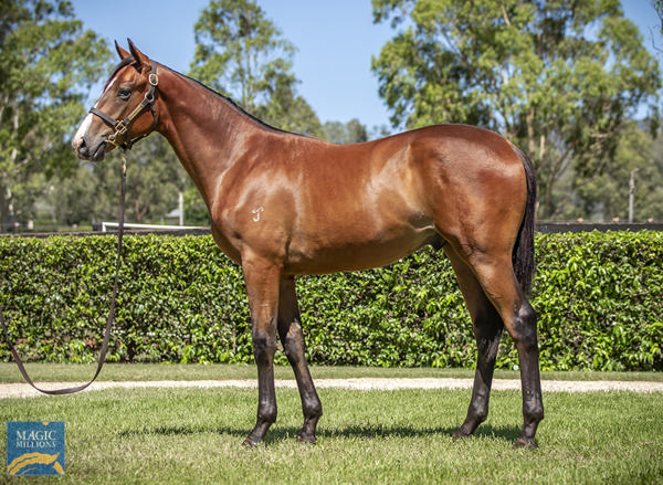 Yarraman Park Stud - Gold Coast Yearling Sale Lot 630