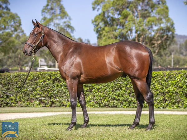 Yarraman Park Stud - Gold Coast Yearling Sale Lot 639