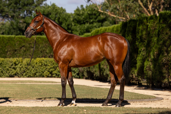 Torryburn Stud - Gold Coast Yearling Sale Lot 691