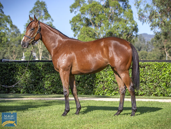 Yarraman Park Stud - Gold Coast Yearling Sale Lot 735