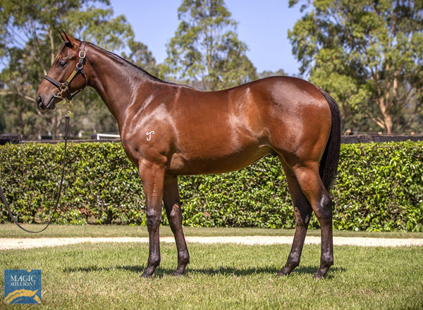 Yarraman Park Stud - Gold Coast Yearling Sale Lot 741