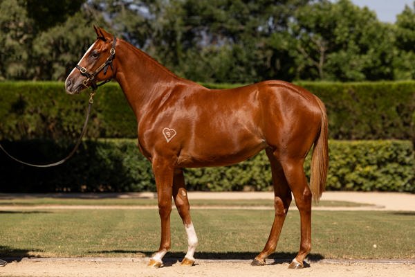 Torryburn Stud - Gold Coast Yearling Sale Lot 751