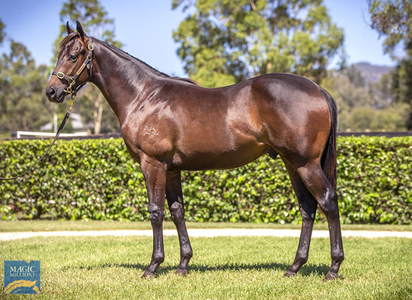 Yarraman Park Stud - Gold Coast Yearling Sale Lot 755