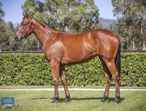 Yarraman Park Stud - Gold Coast Yearling Sale Lot 757