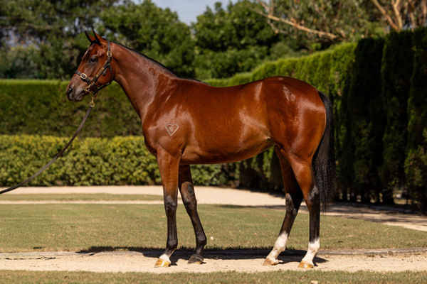 Torryburn Stud - Gold Coast Yearling Sale Lot 77