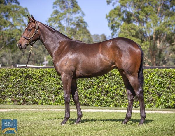 Yarraman Park Stud - Gold Coast Yearling Sale Lot 782