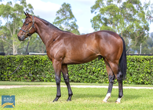 Yarraman Park Stud - Gold Coast Yearling Sale Lot 795