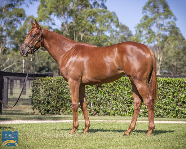 Yarraman Park Stud - Gold Coast Yearling Sale Lot 8