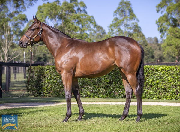 Yarraman Park Stud - Gold Coast Yearling Sale Lot 814