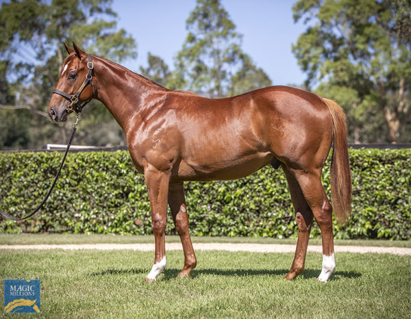 Yarraman Park Stud - Gold Coast Yearling Sale Lot 859