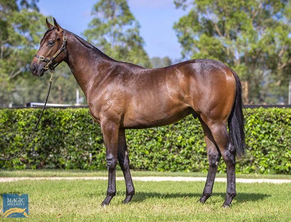 Yarraman Park Stud - Gold Coast Yearling Sale Lot 900