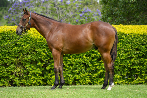 Yarramalong Park - Gold Coast Yearling Sale Lot 1056
