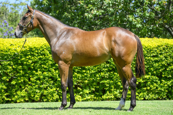 Yarramalong Park - Gold Coast Yearling Sale Lot 1075