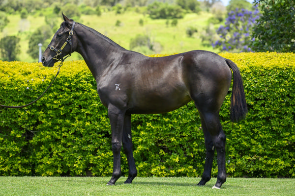 Yarramalong Park - Gold Coast Yearling Sale Lot 1105