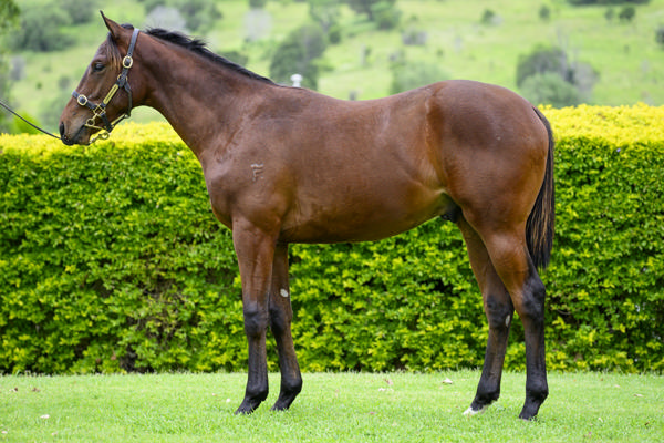 Yarramalong Park - Gold Coast Yearling Sale Lot 1177