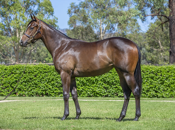 Yarraman Park Stud - Gold Coast Yearling Sale Lot 121