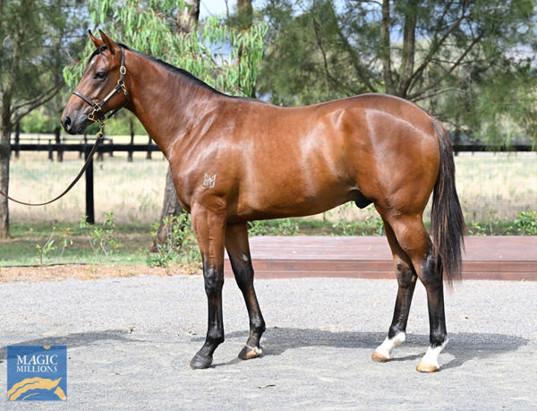 Kingstar Farm - Gold Coast Yearling Sale Lot 127