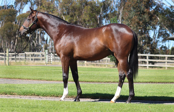 Rosemont Stud - Gold Coast Yearling Sale Lot 140