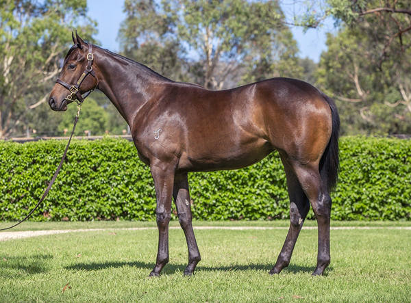 Yarraman Park Stud - Gold Coast Yearling Sale Lot 162